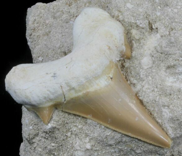Otodus Shark Tooth Fossil In Rock - Eocene #60193